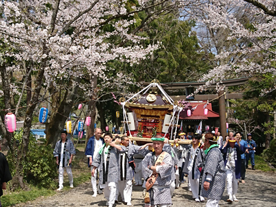 桜の下を進む羽根須賀神社神輿１