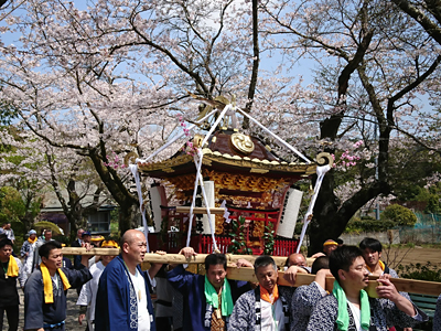 桜の下を進む羽根須賀神社神輿２